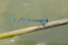 Erythromma lindenii