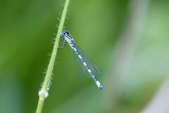 Coenagrion castellani