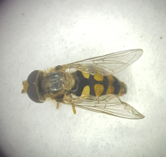 Eupeodes corollae