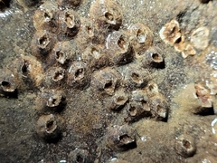 Amphibalanus improvisus