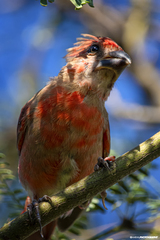 Cardinalis cardinalis igneus
