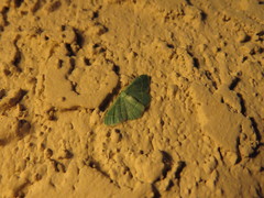 Chlorochlamys phyllinaria