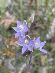 Thelymitra pauciflora