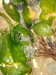 Crangon septemspinosa