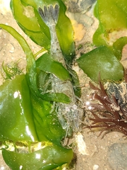 Crangon septemspinosa