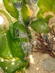 Crangon septemspinosa