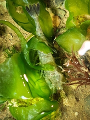 Crangon septemspinosa