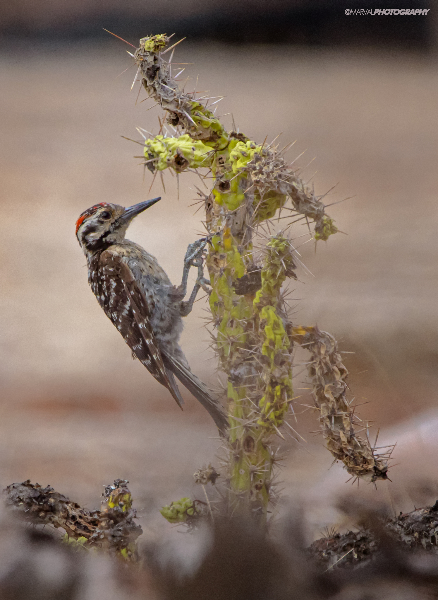 Ladder-backed Woodpecker (Dryobates scalaris)