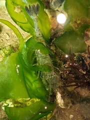 Crangon septemspinosa