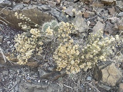 Brickellia microphylla