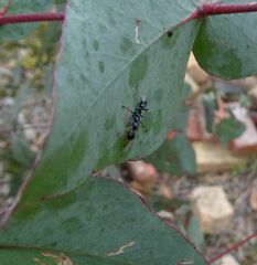 Myrmecia