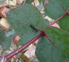 Myrmecia