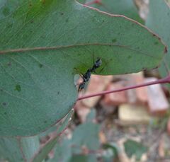 Myrmecia