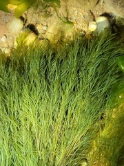 Bryopsis