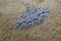 Psilosticha mactaria