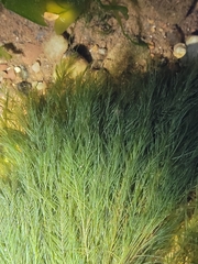 Bryopsis