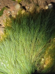 Bryopsis