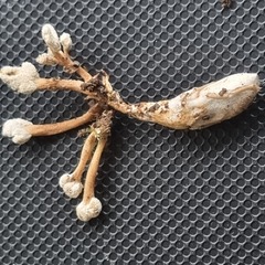 Cordyceps sinclairii