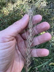 Elymus glabriflorus
