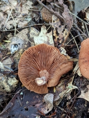 Lactarius areolatus