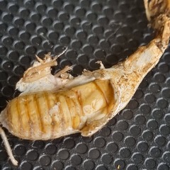 Cordyceps sinclairii