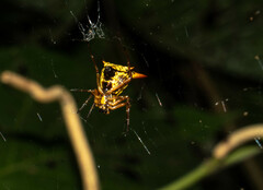 Micrathena ucayali