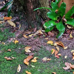 Cordyceps sinclairii