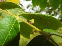 Telamona excelsa