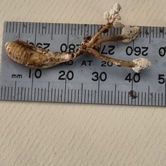 Cordyceps sinclairii