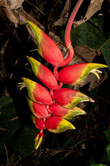 Heliconia rostrata