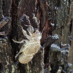Cordyceps sinclairii