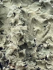 Flavoparmelia caperata