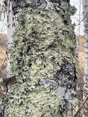 Flavoparmelia caperata