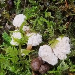 Cordyceps sinclairii