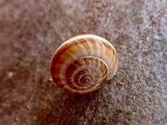 Helicoidea