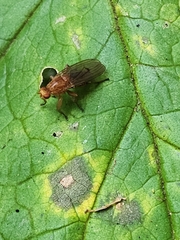 Suillia longipennis