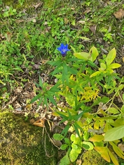 Gentiana linearis