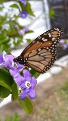 Danaus erippus