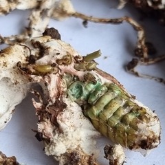 Cordyceps sinclairii