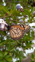 Danaus erippus