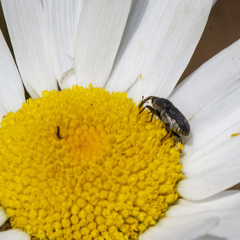Odontocorynus