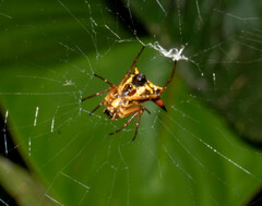 Micrathena ucayali