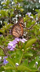 Danaus erippus