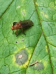 Suillia longipennis