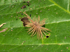 Heliocarpus americanus