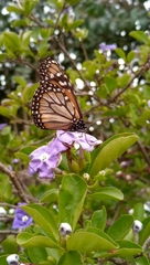 Danaus erippus