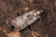 Epilecta linogrisea