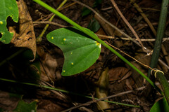 Passiflora micropetala