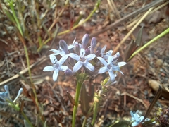Pentanisia schweinfurthii