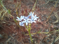 Pentanisia schweinfurthii